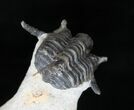Cyphaspis (Otarion) Trilobite - Free Standing Spines #15570-2